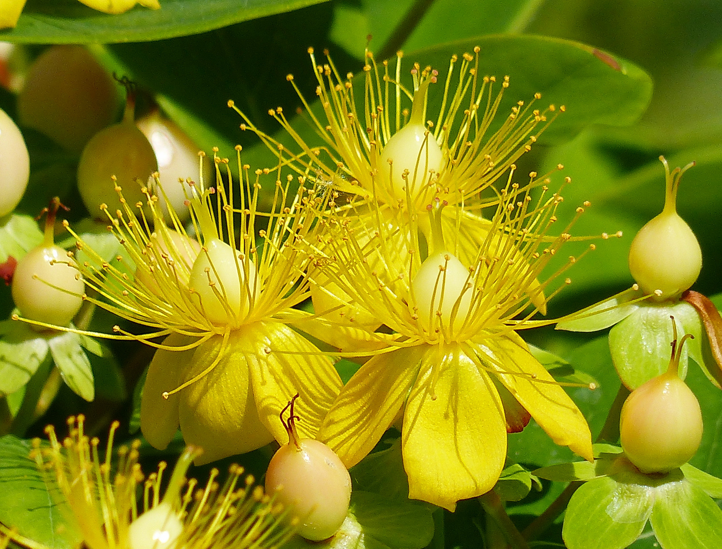 Die Blüten des Johannisstrauch