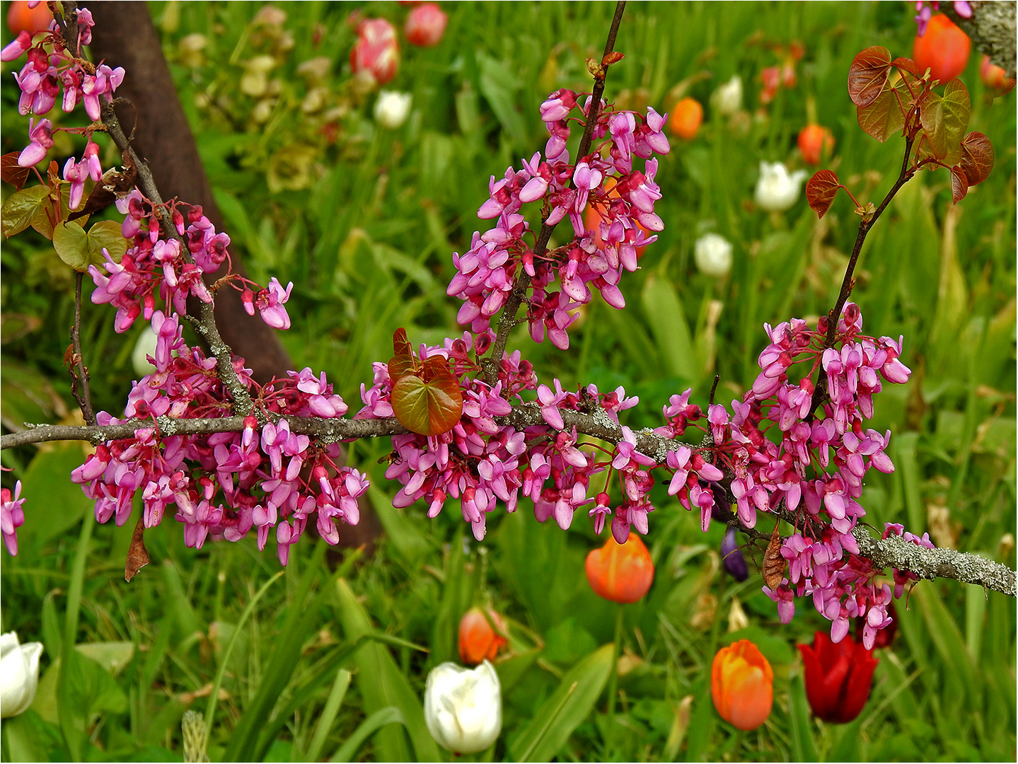 Die Blüten des Judasbaums