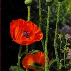 Die Blüten des Juni - Mohn