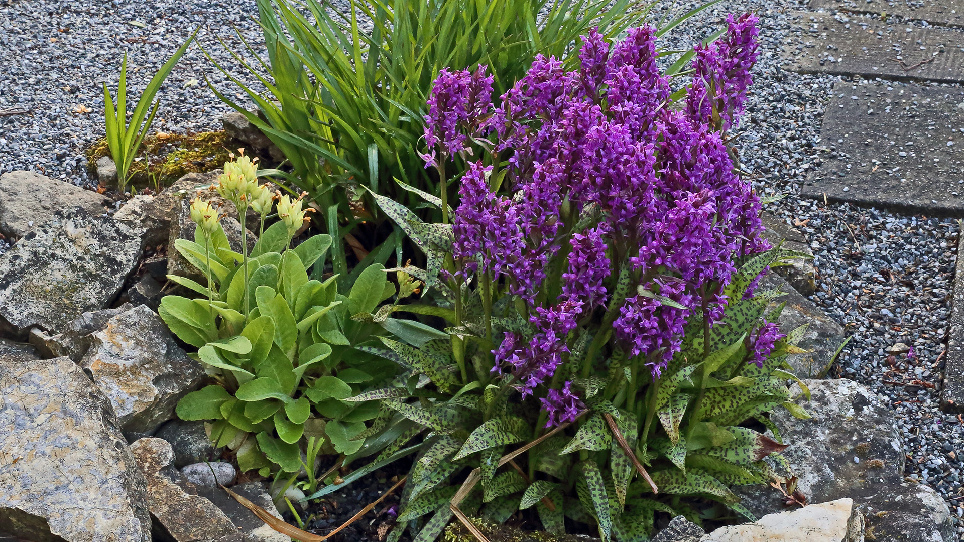 Die Blüten des Knabenkrautes stehen inzwischen wie eine Eins...