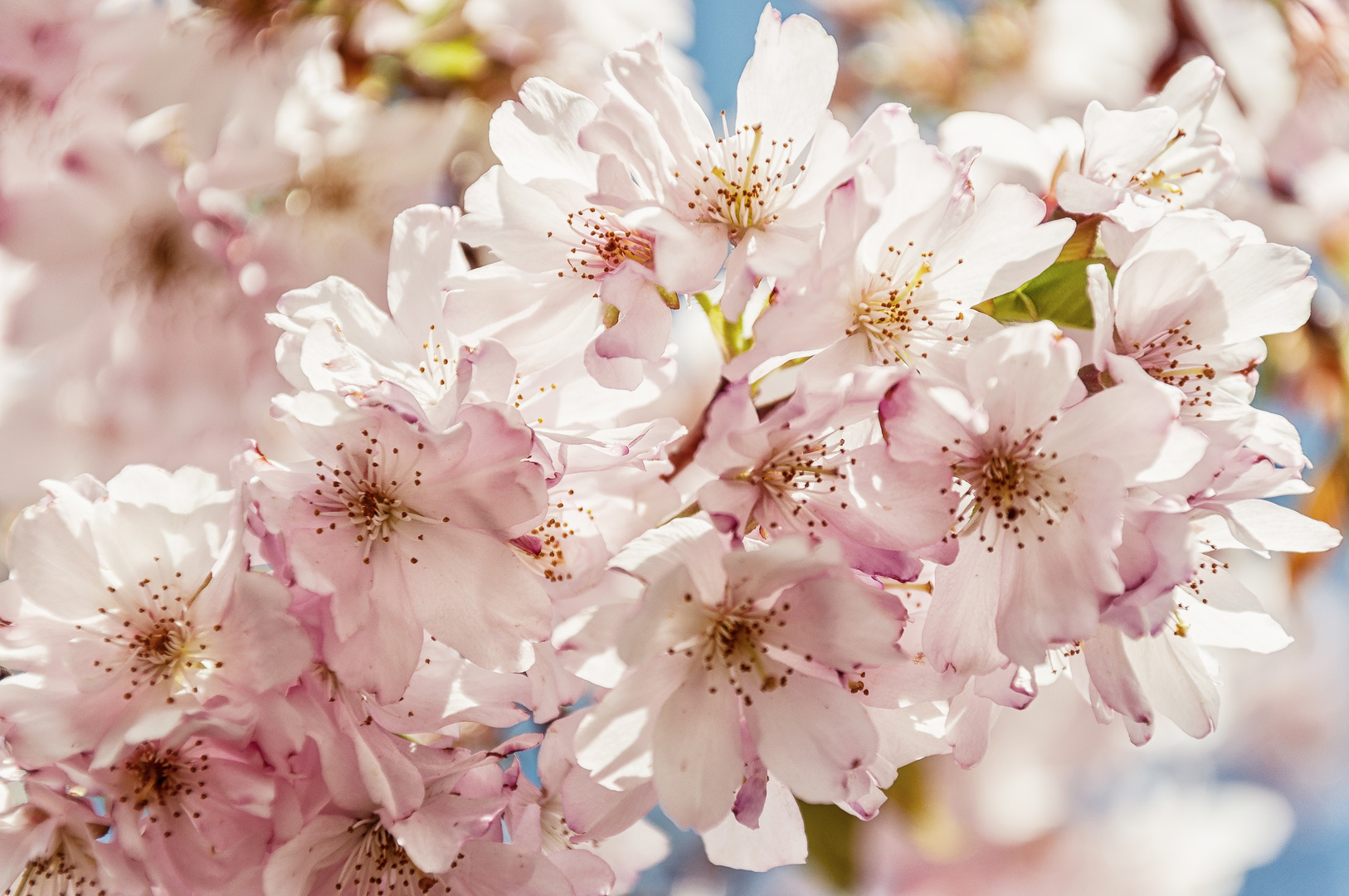 Die Blüten des Lebens