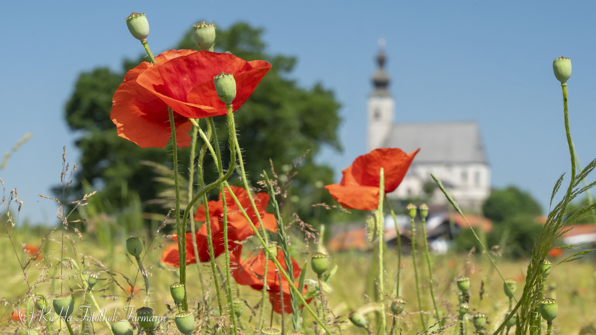 die Blüten des Mohn 