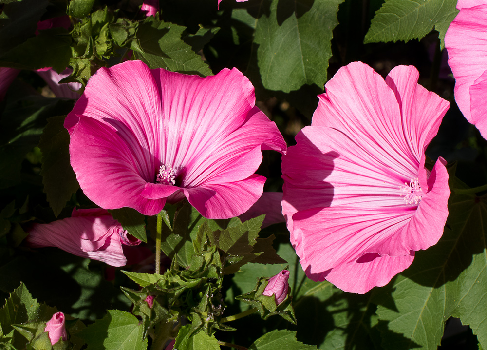 Die Blüten des Nachbarn :-)