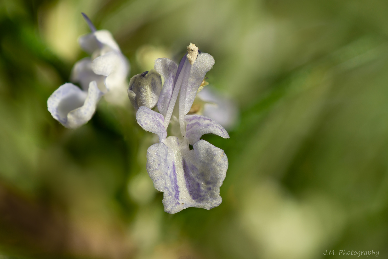 Die Blüten des Rosmarin