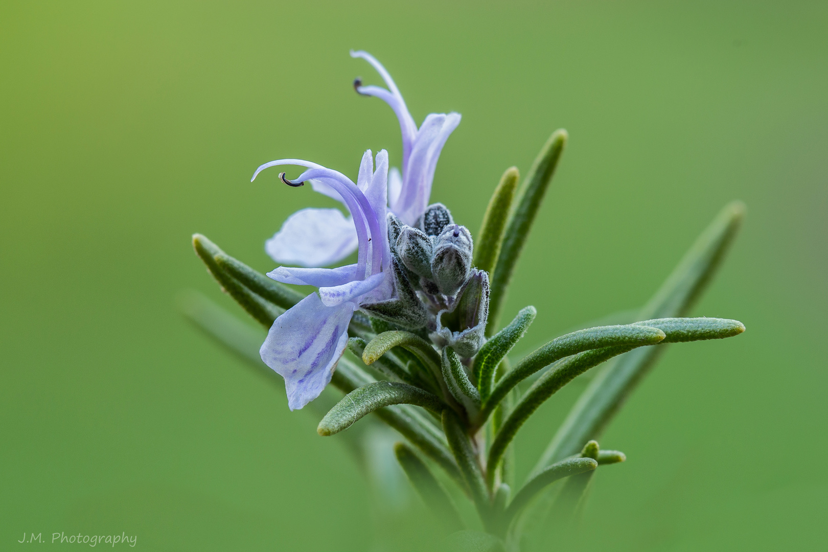 Die Blüten des Rosmarin