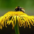 Die Blüten des Wiesen-Alants . . .