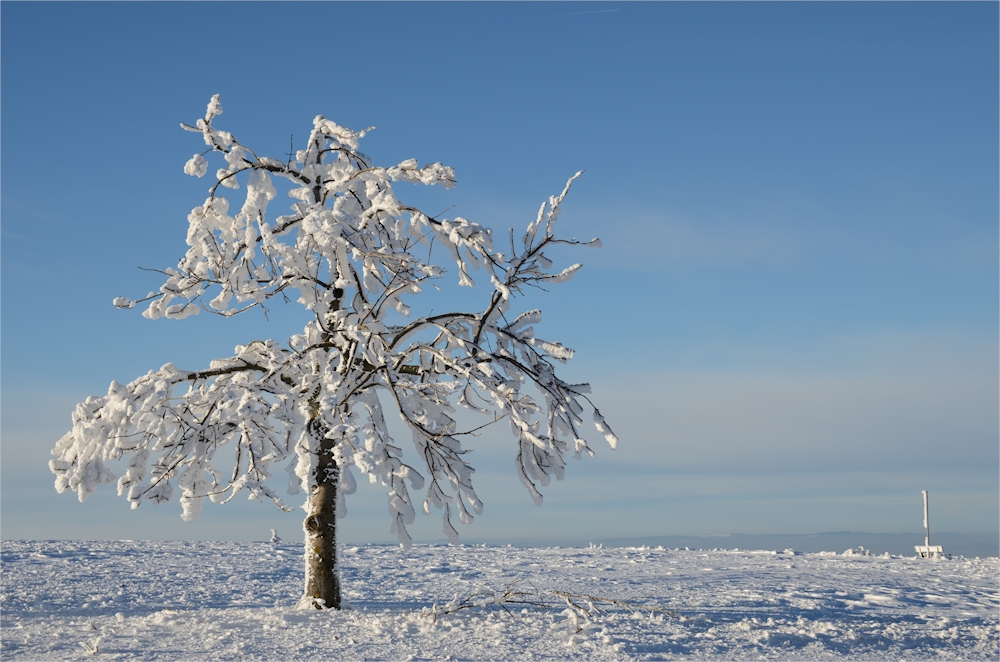 die Blüten des Winters...