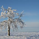 die Blüten des Winters...