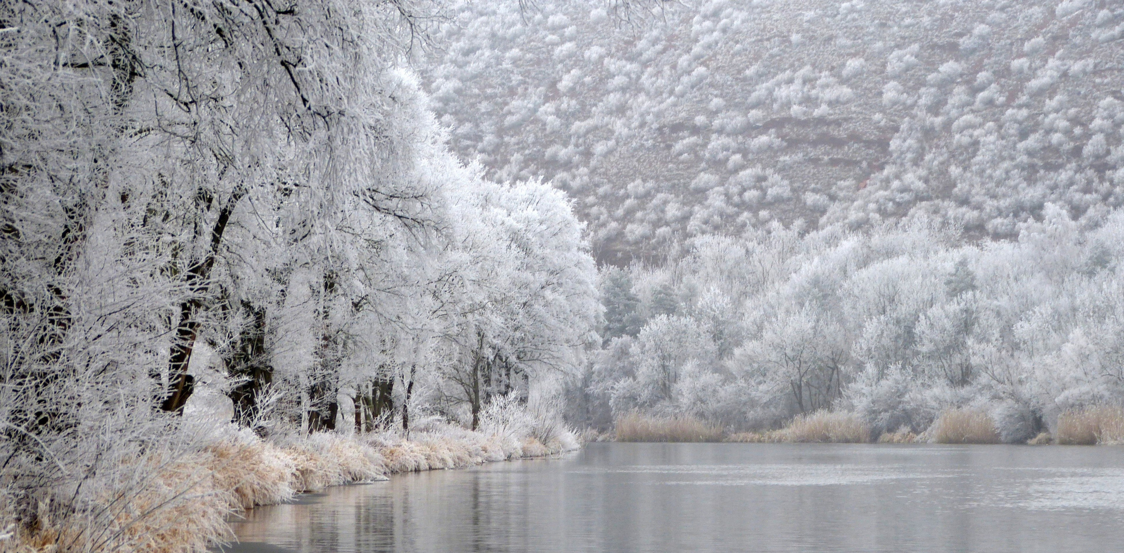 Die Blüten des Winters