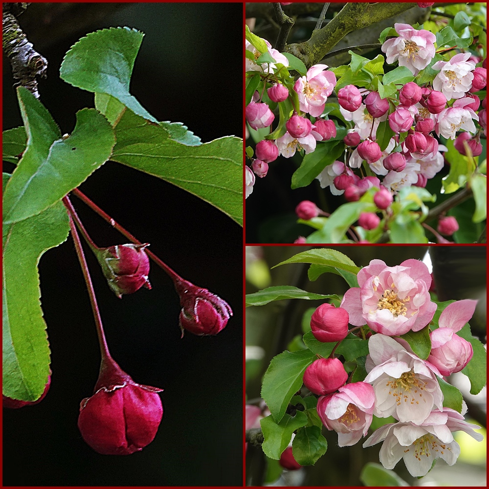 die Blüten des Zierapfel