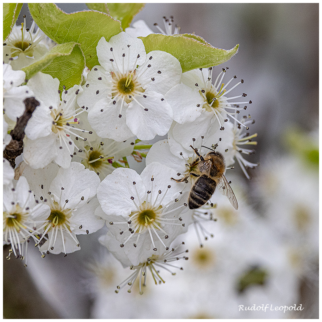 die Blüten einer Wildbirne 