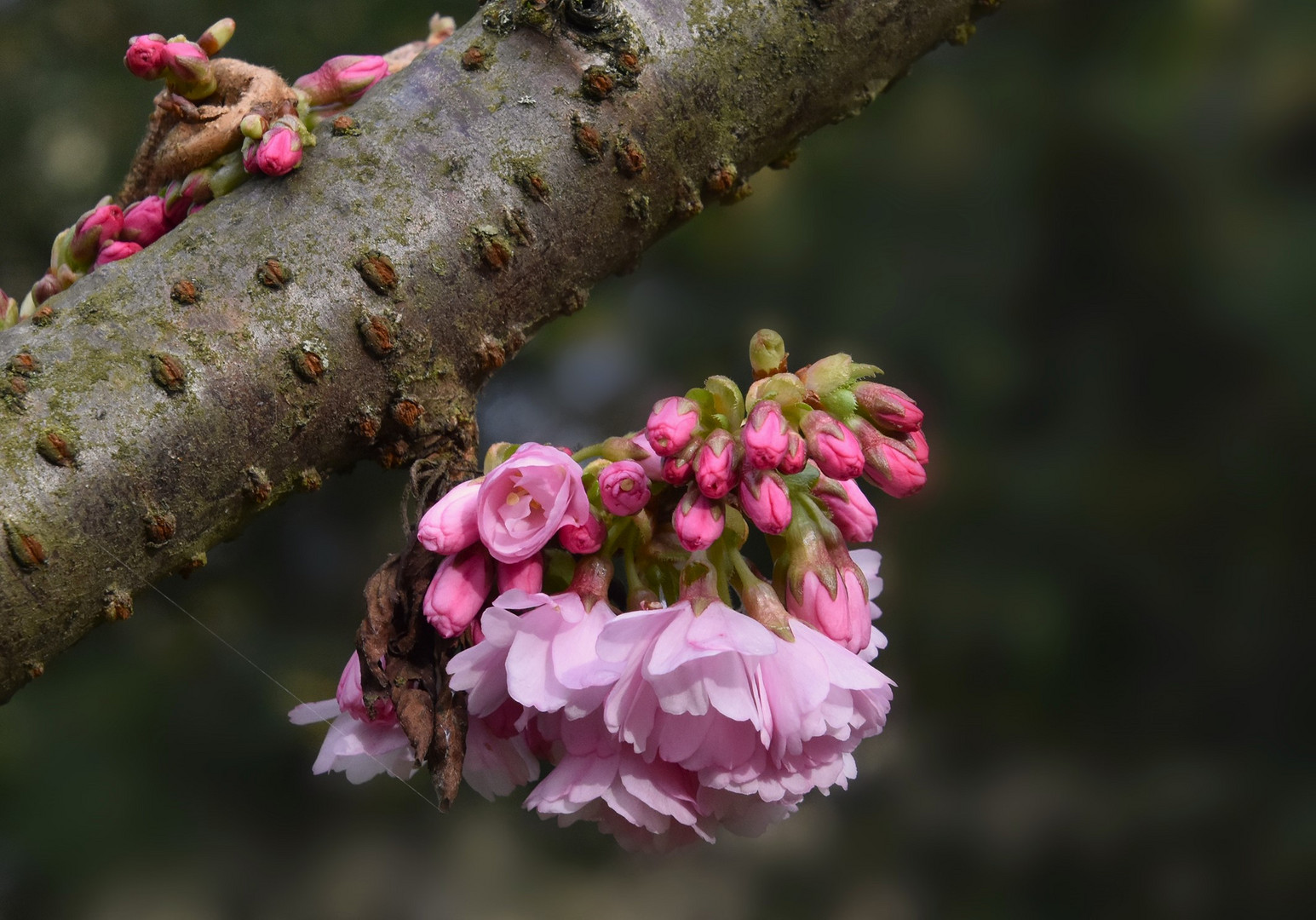 Die Blüten einer Zierkirsche....