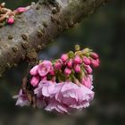 Die Blüten einer Zierkirsche....