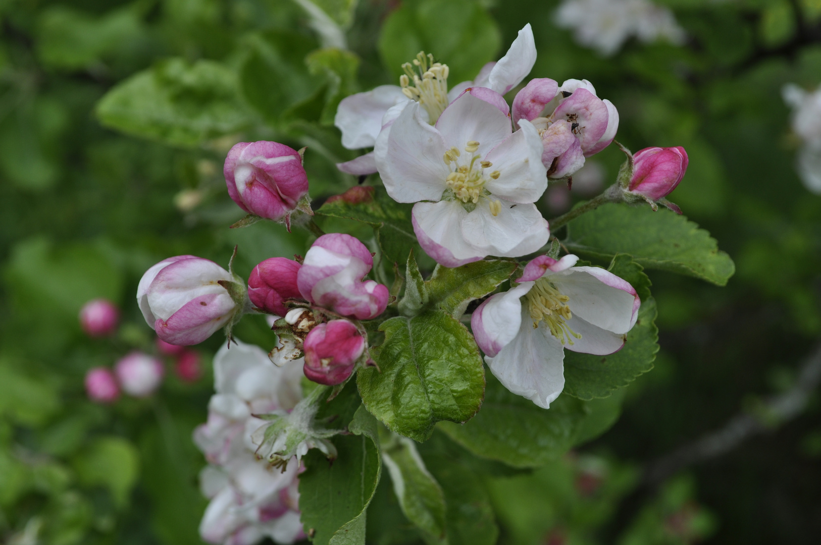 Die Blüten eines Apfelbaumes