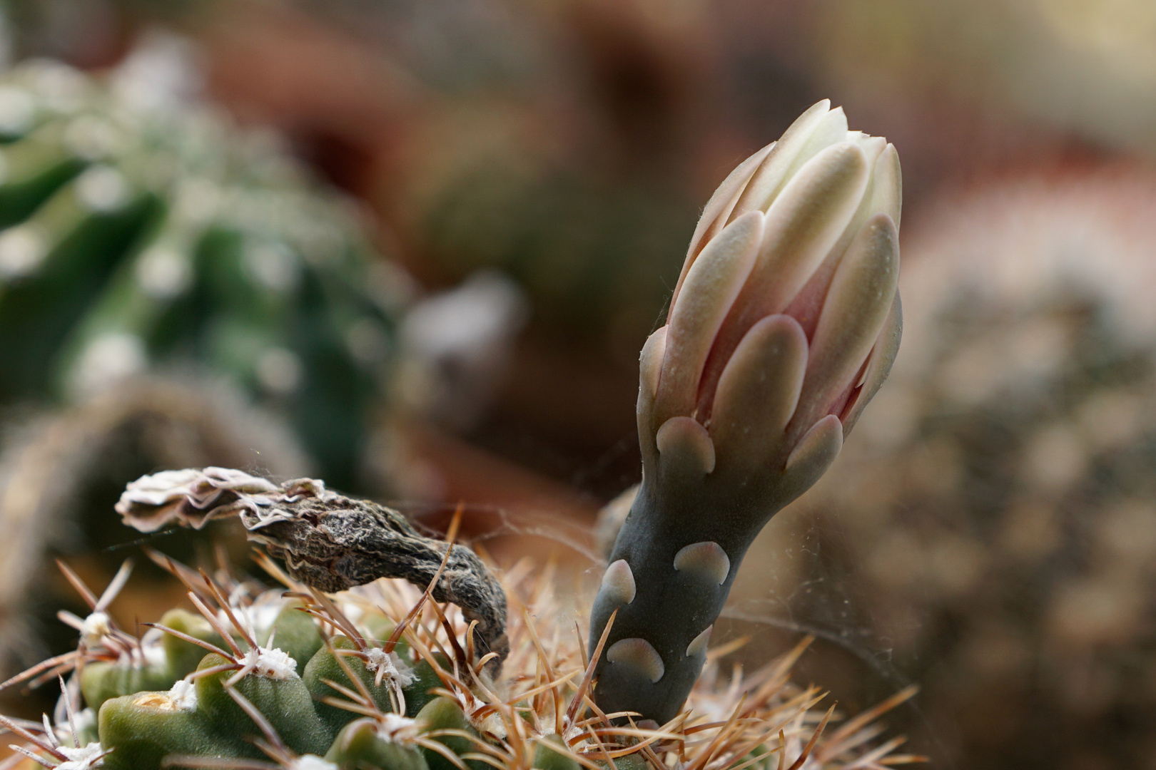 Die Blüten erwachen 2020 