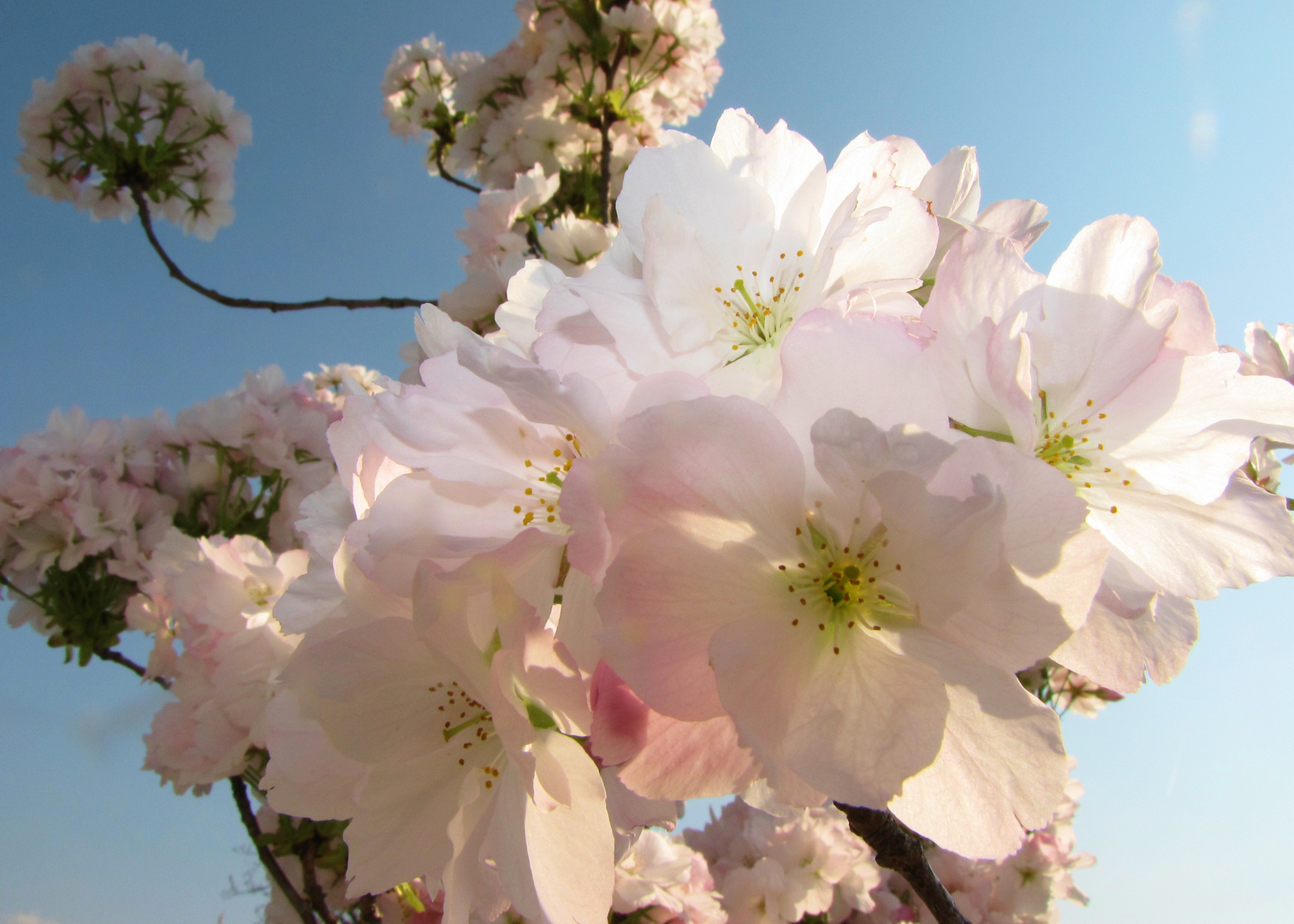 Die Blüten explodieren