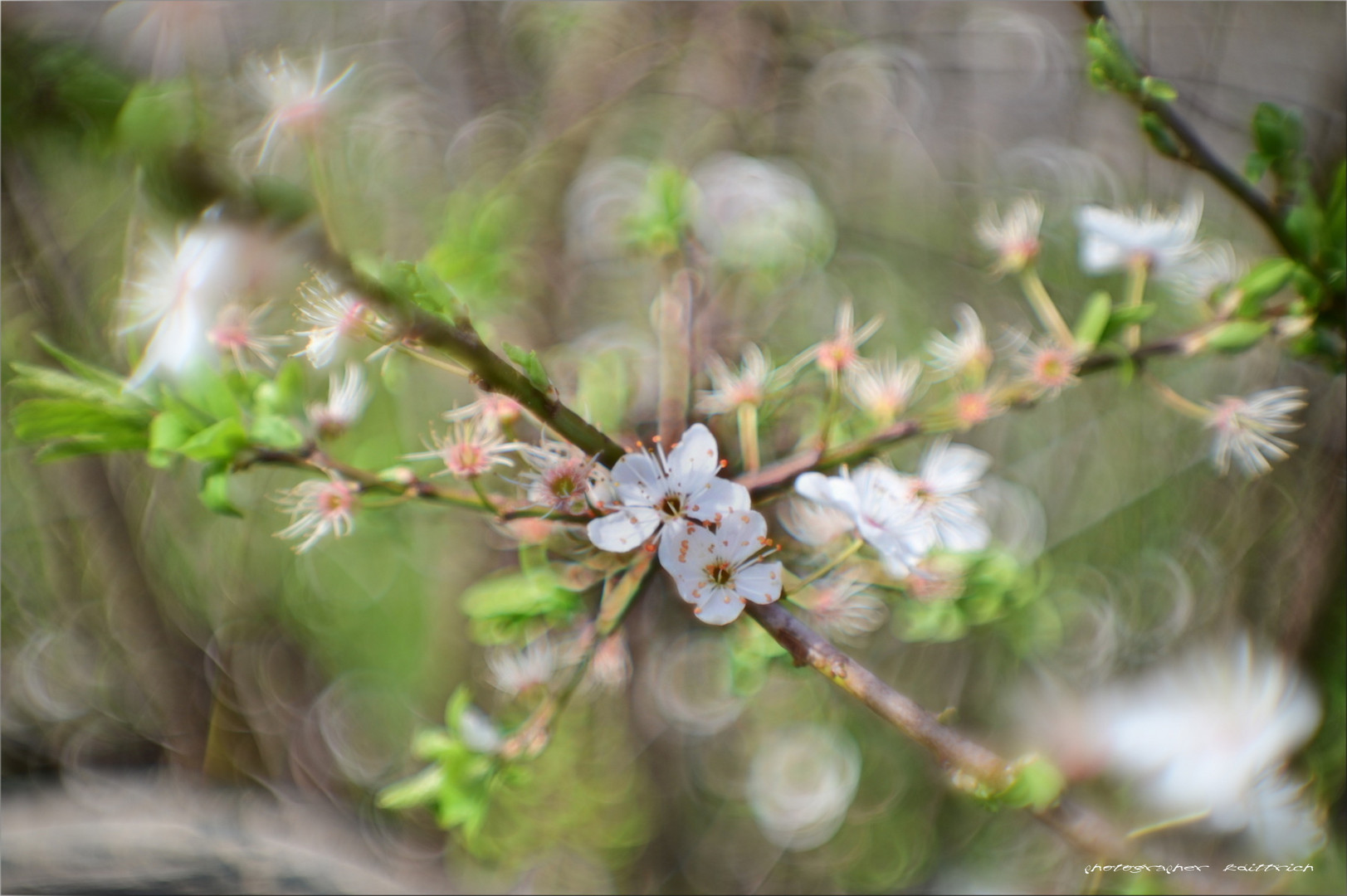 Die Blüten..