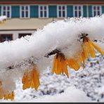 Die Blüten haben es gut überstanden...