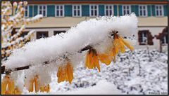 Die Blüten haben es gut überstanden...