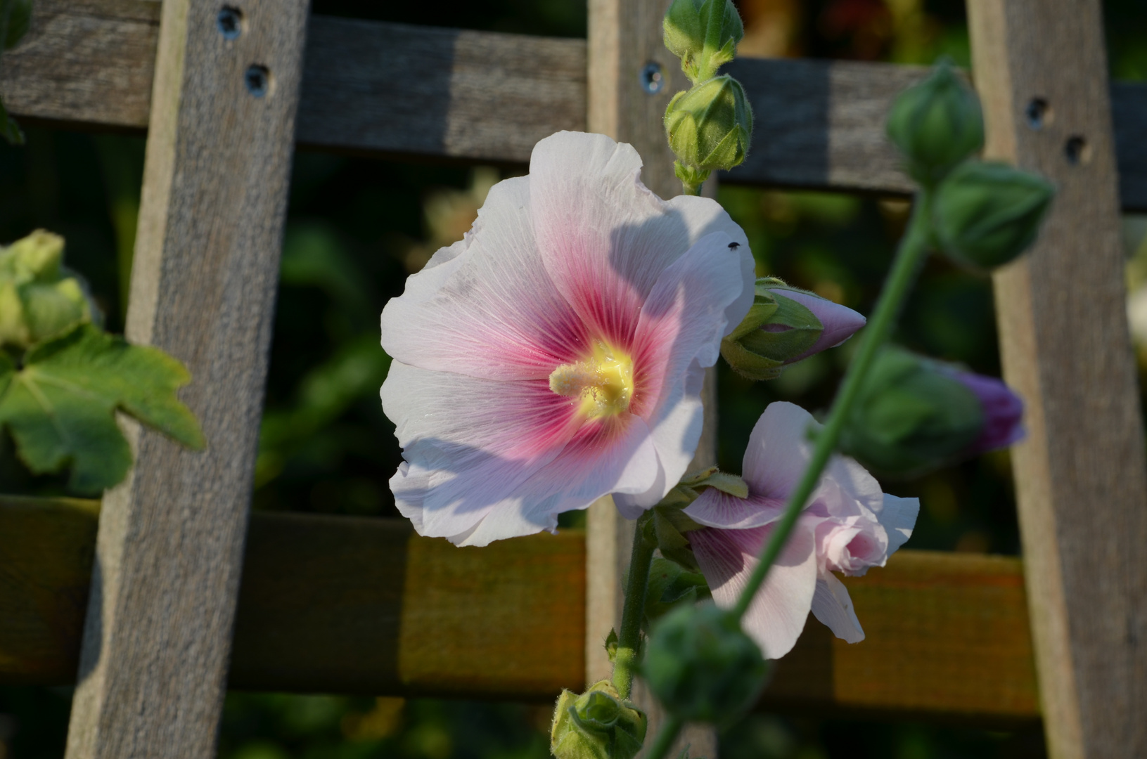 Die Blüten im Garten sind schön