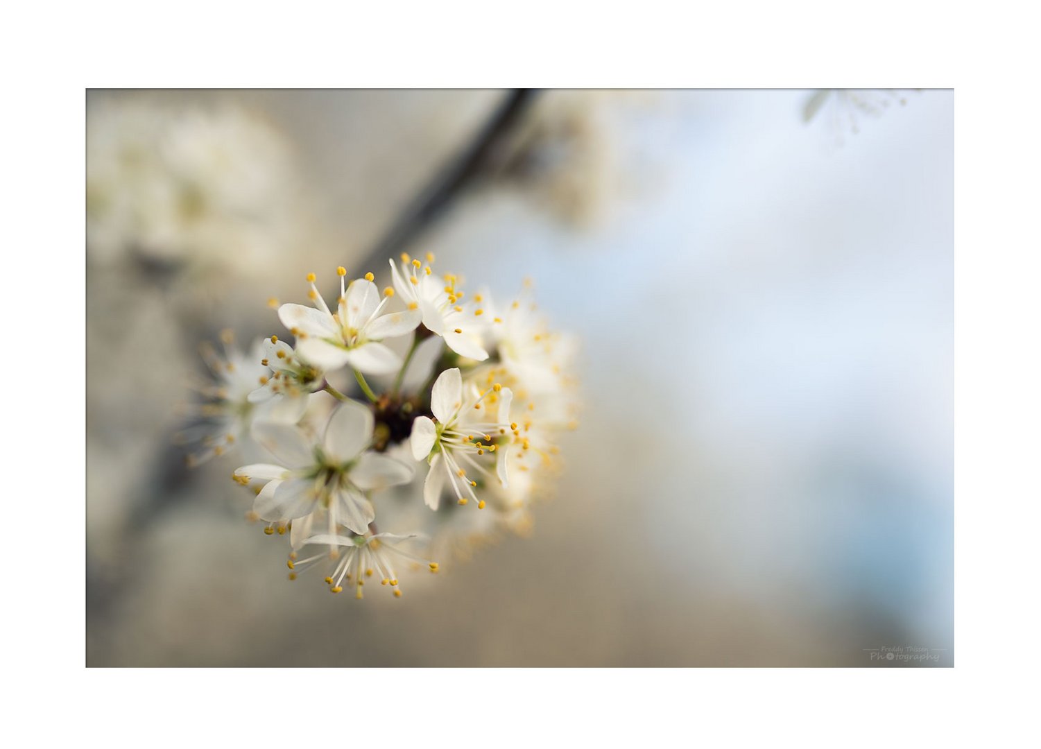 Die Blüten in der freien Natur