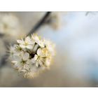 Die Blüten in der freien Natur