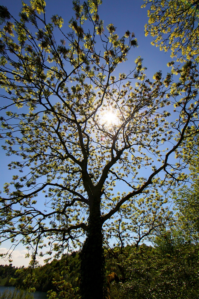 Die Blüten in der Mittagssonne