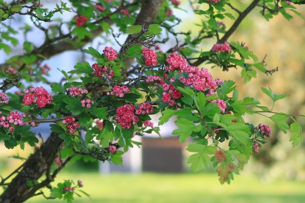 Die Blüten in Nachbars Garten