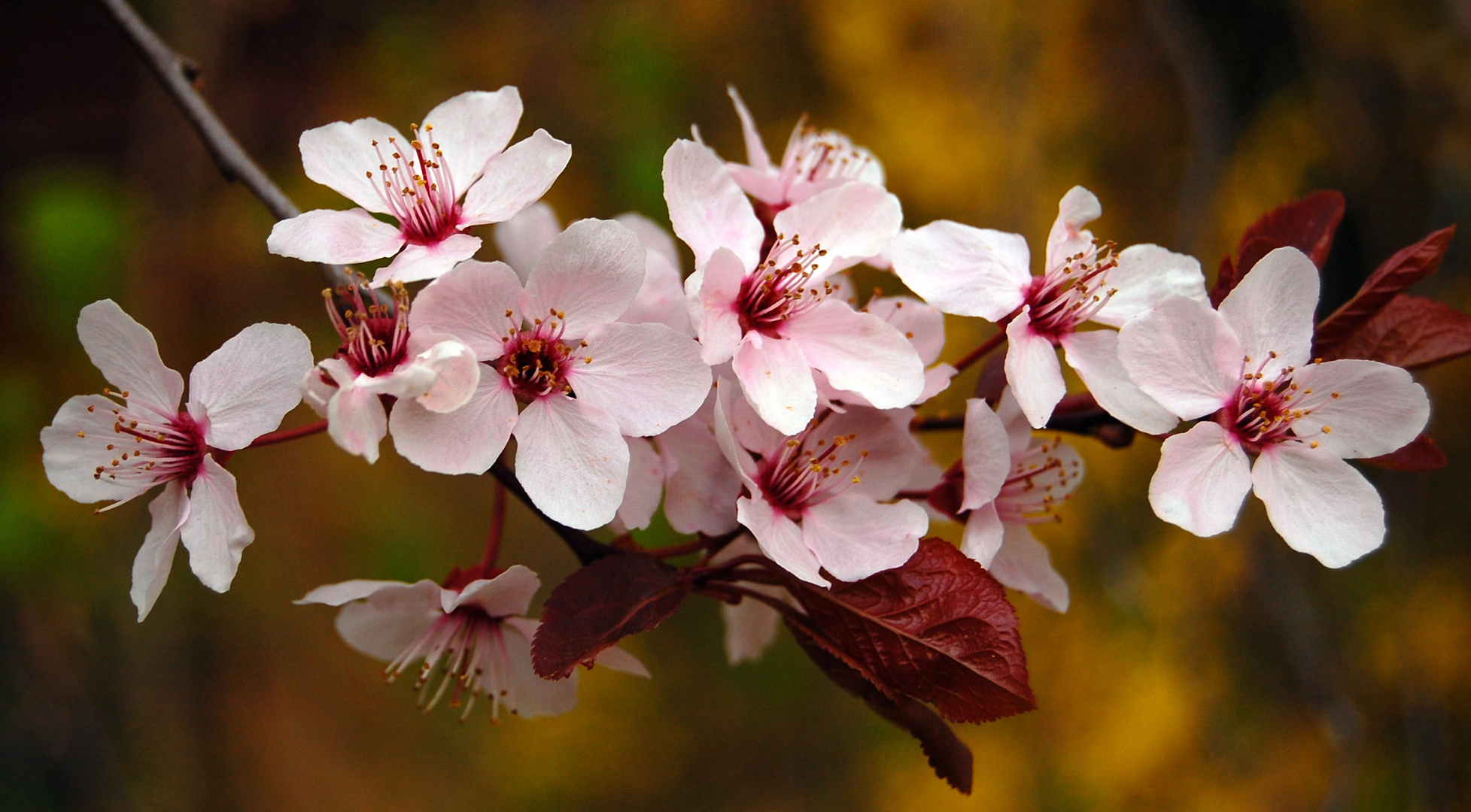 Die Blüten in Nachbars Garten !