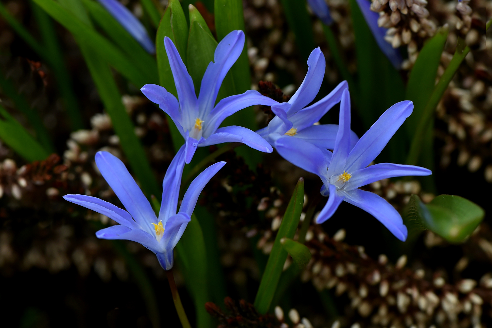 Die Blüten in Nachbars Garten.