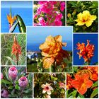 Die Blüten Madeiras
