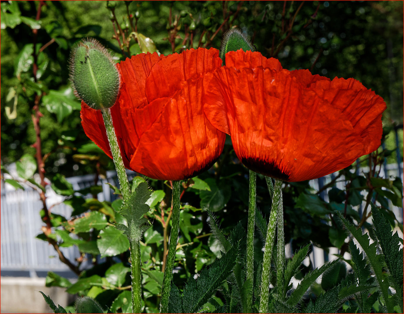 Die Blüten öffnen sich