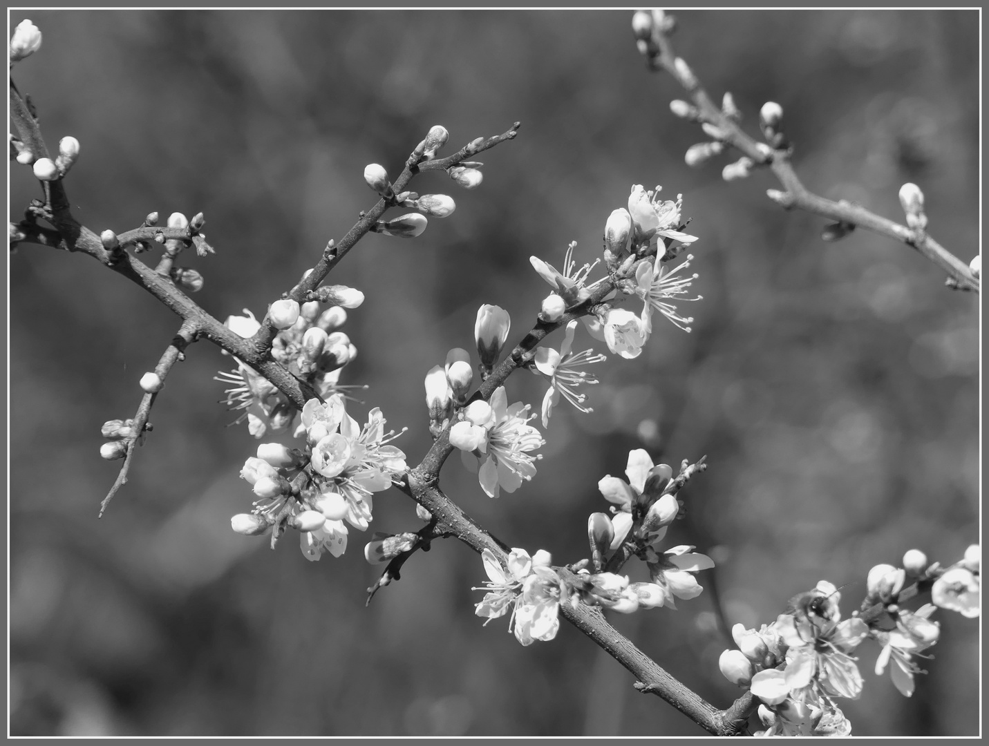 Die Blüten öffneten sich nacheinander...