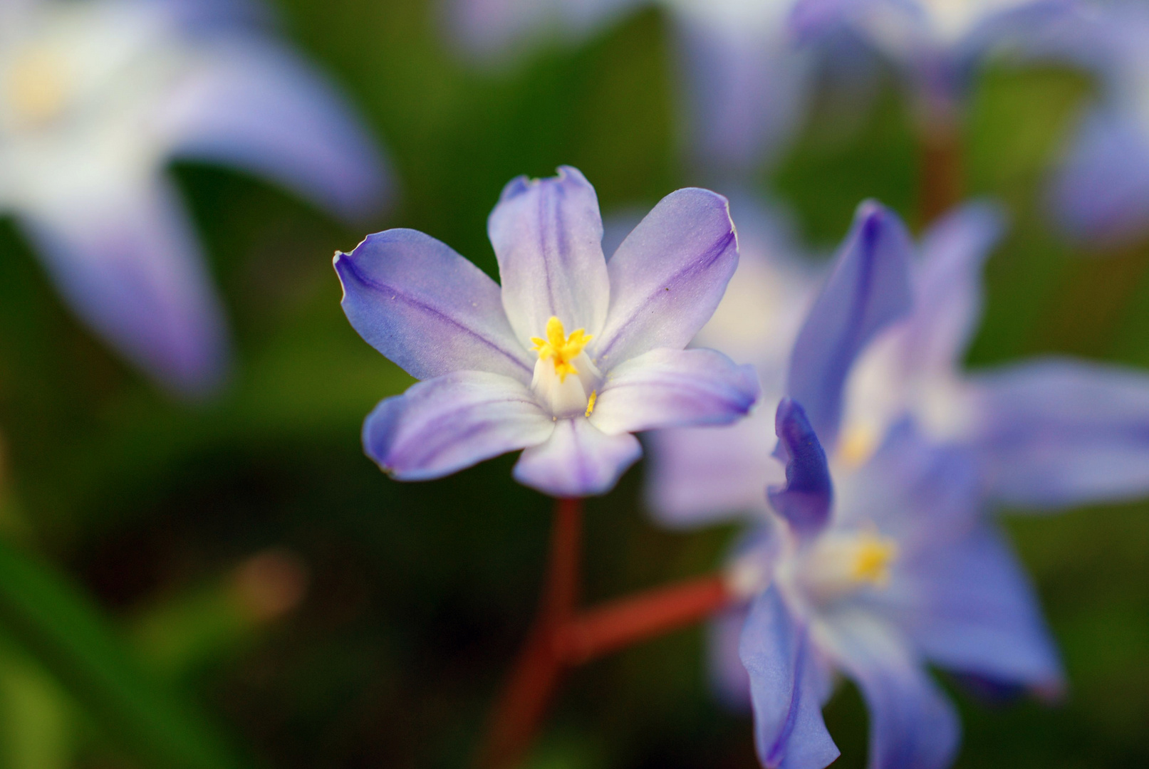 Die Blüten recken..