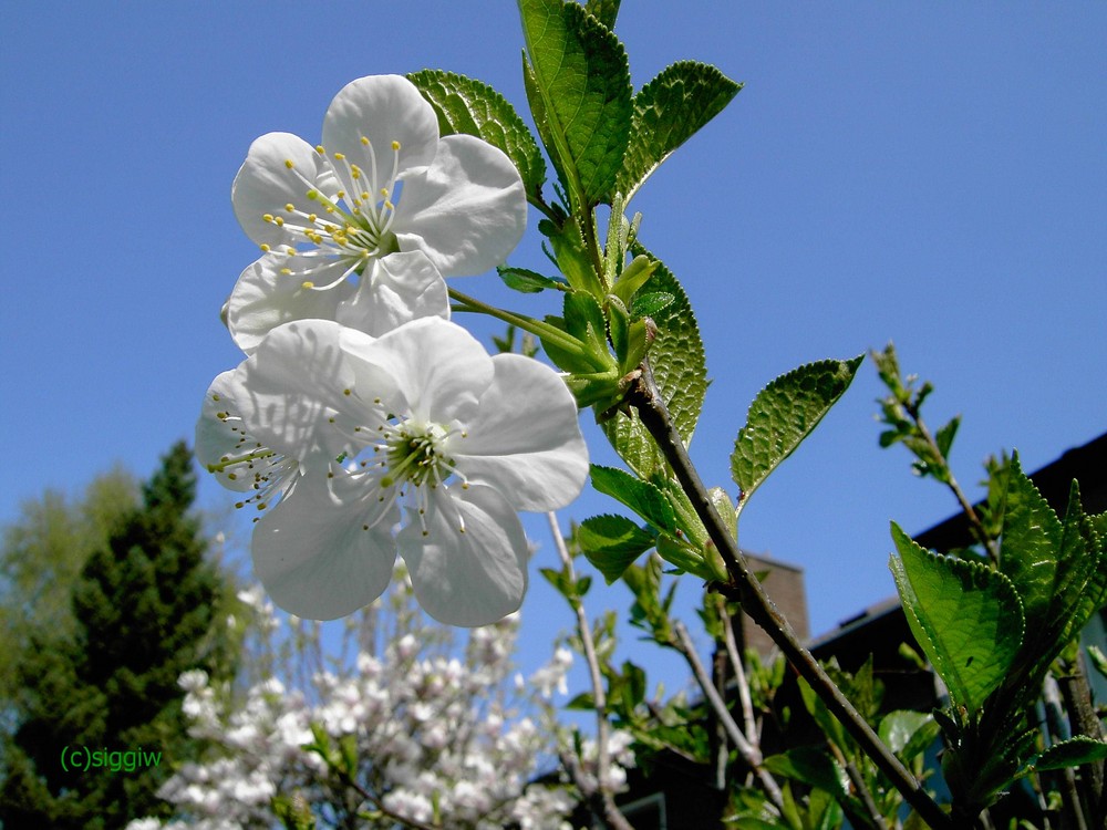 Die Blüten sind fast schon vom Winde verweht