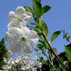 Die Blüten sind fast schon vom Winde verweht