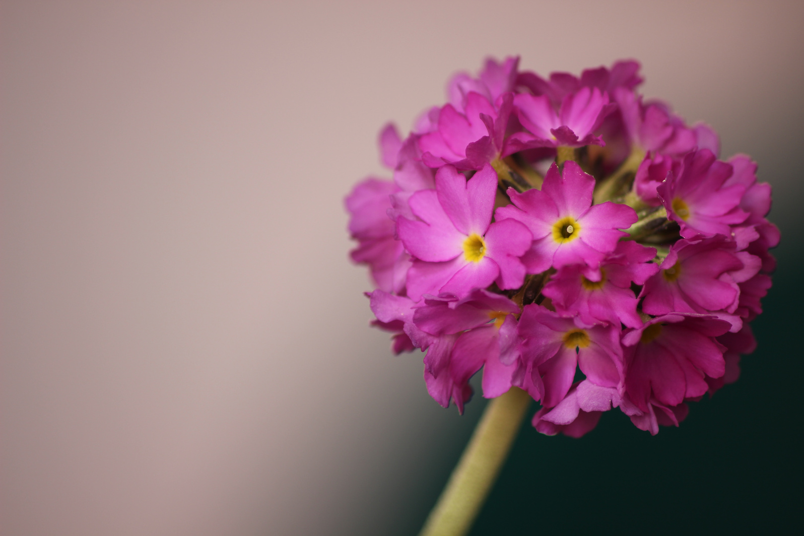 Die Blüten und der weiche Hintergrund