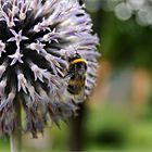 die Blüten und die Bienchen, ihr wisst schon ...