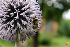 die Blüten und die Bienchen, ihr wisst schon ...