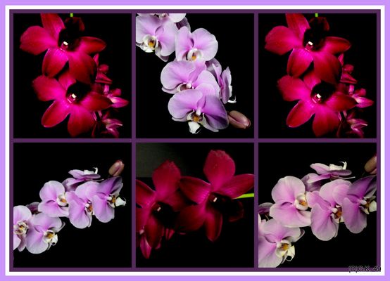 Die Blüten unserer Orchideen in einer Collage zusammen gefasst !
