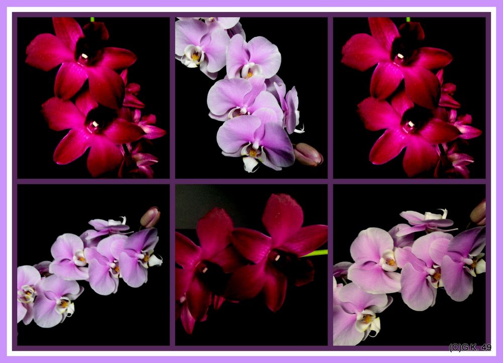 Die Blüten unserer Orchideen in einer Collage zusammen gefasst !