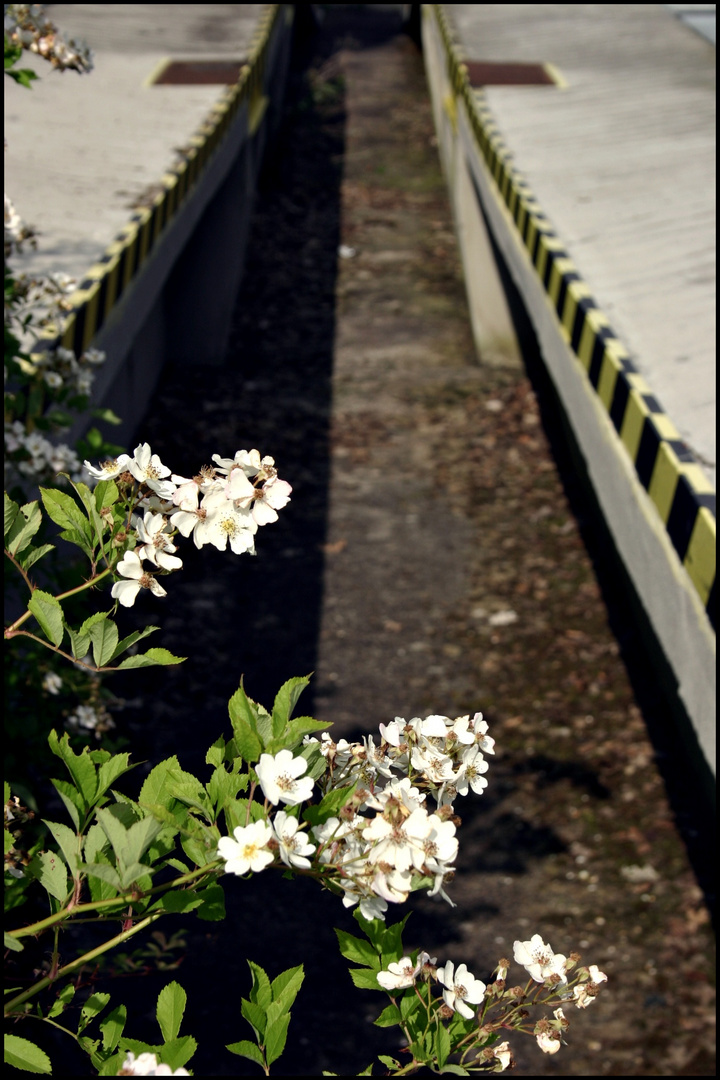 Die Blüten verhelfen zu neuem Glanz