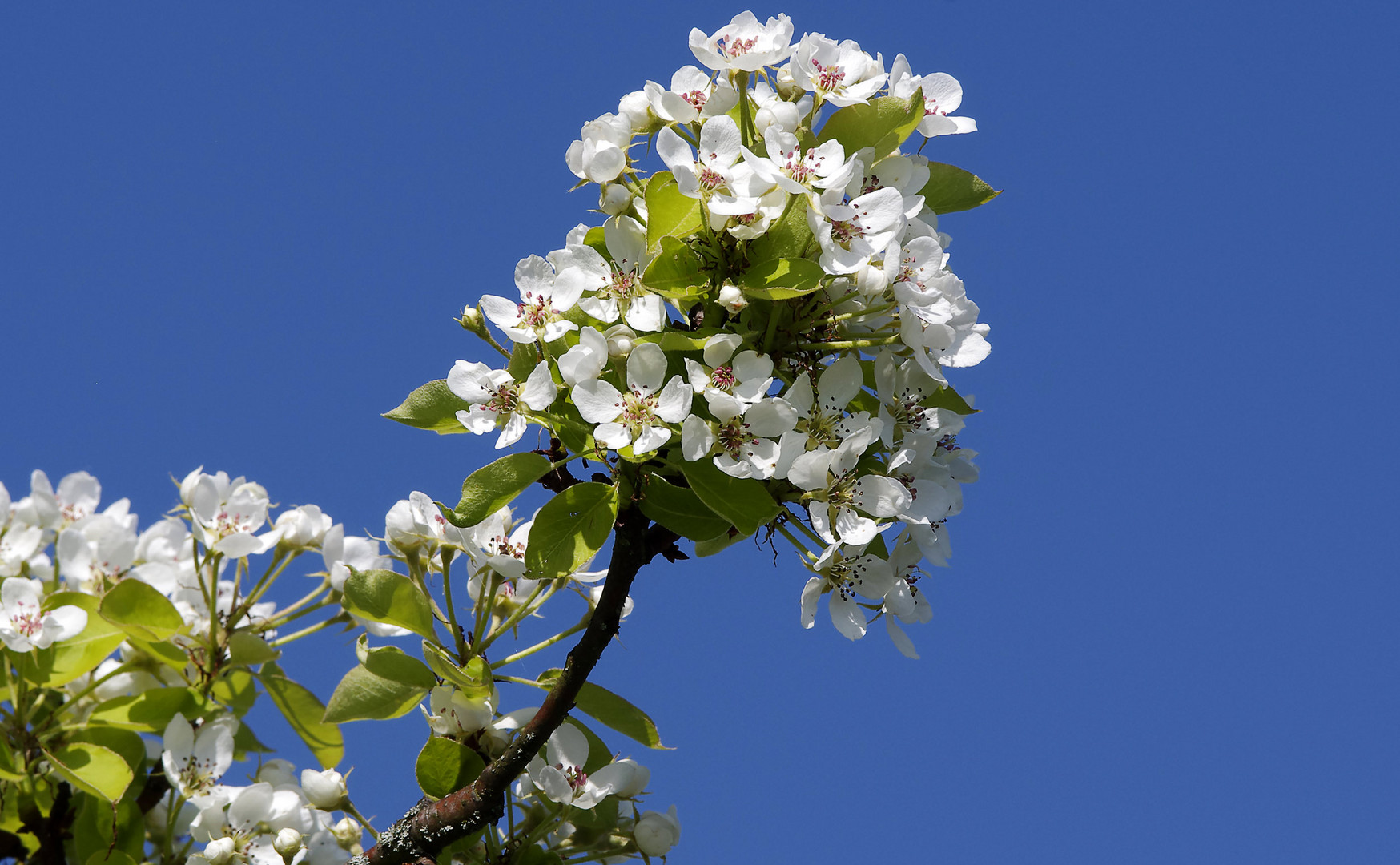 die Blüten vom Birnbaum..