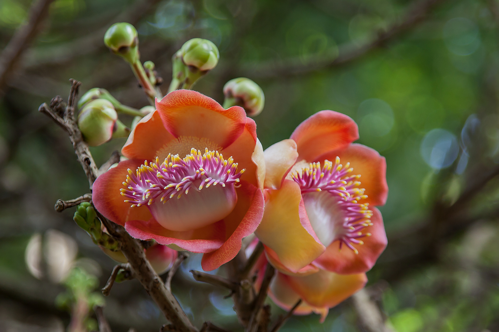 Die Blüten vom Kanonenkugelbaum