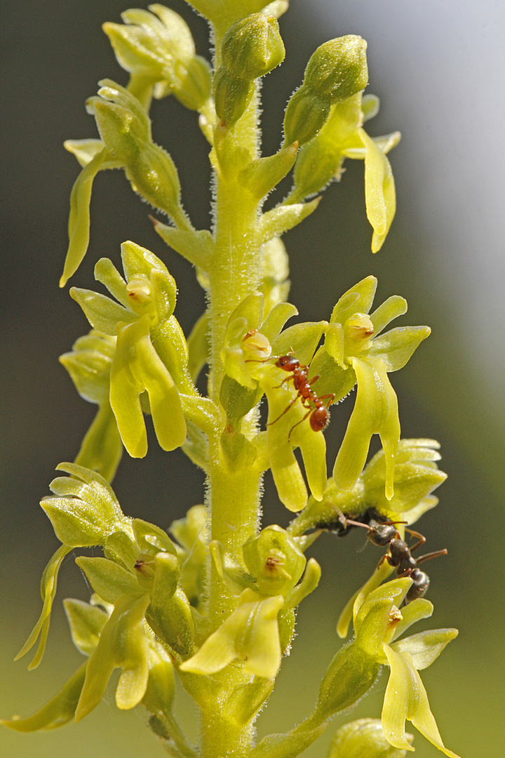 Die Blüten von diesem Großes Zweiblatt (Listera ovata) ...