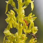 Die Blüten von diesem Großes Zweiblatt (Listera ovata) ...