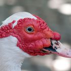 "Die Blüten waren wirklich lecker"