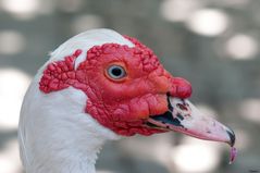 "Die Blüten waren wirklich lecker"