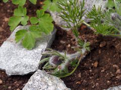 Die Blüten zeigen sich 