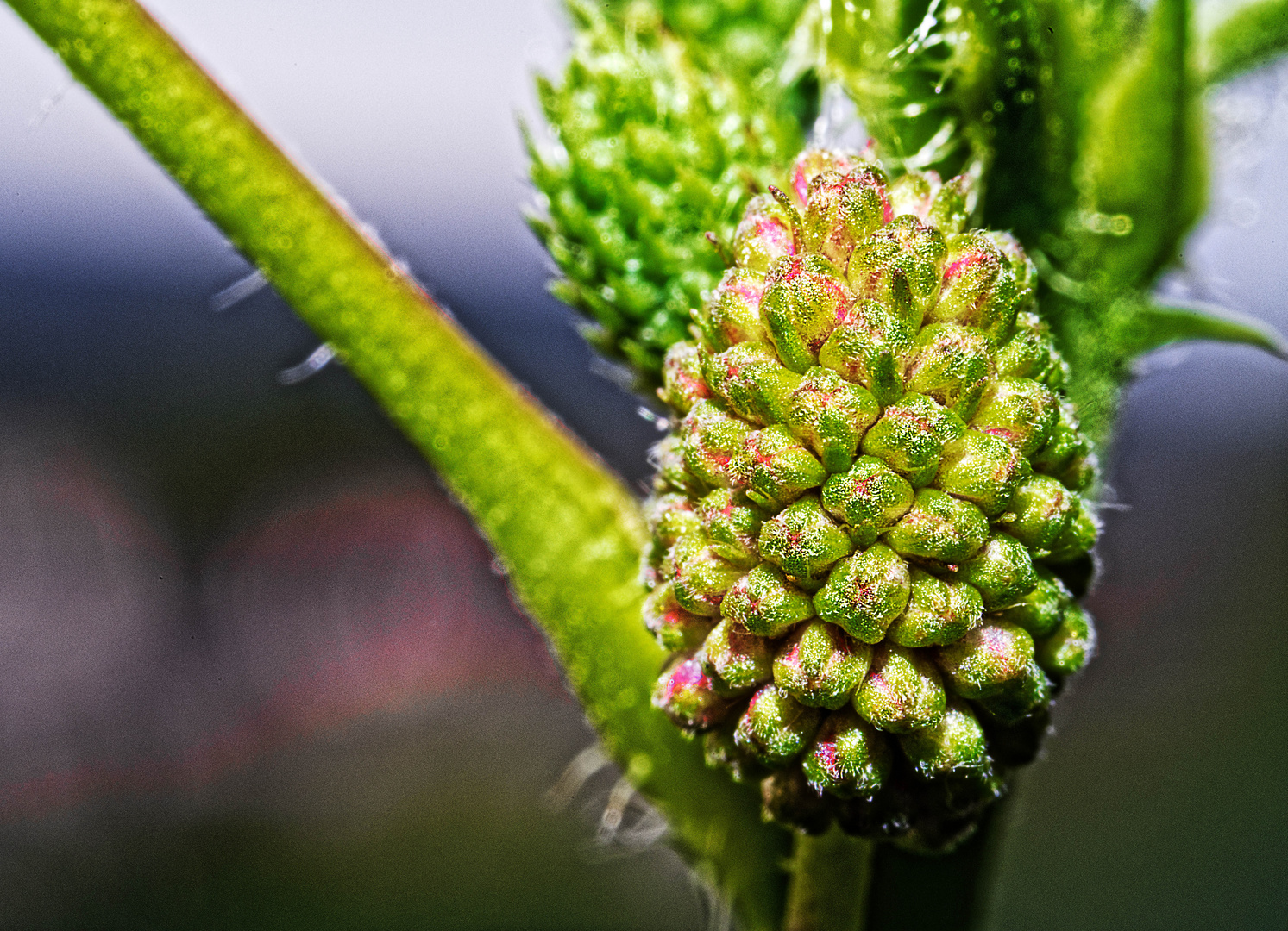 Die Blütenknospe der Mimose öffnet sich